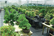Bonsai Trees