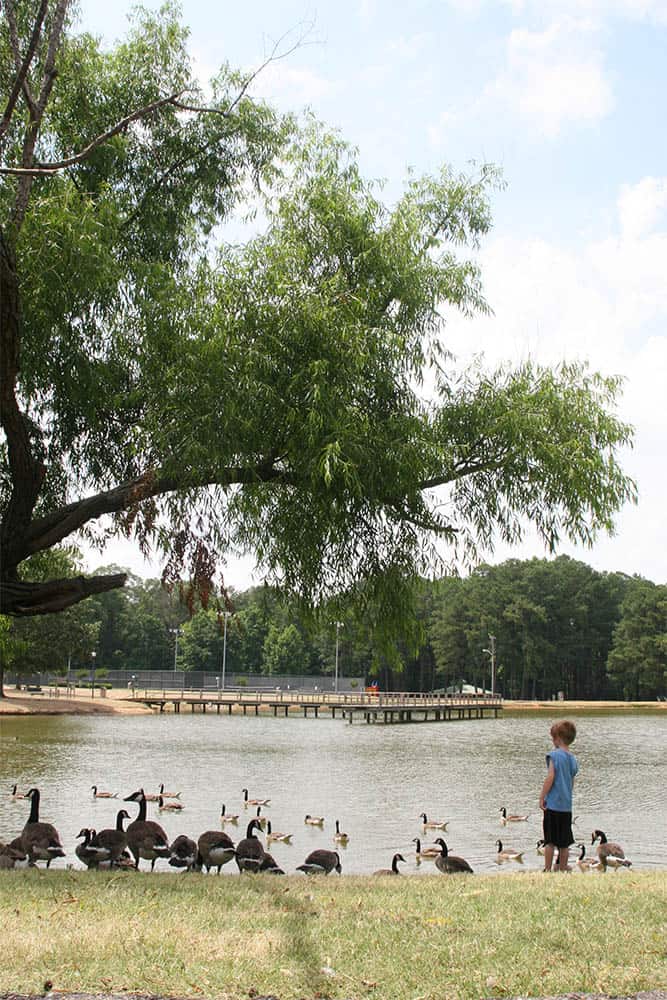 Child by the Pond with a Bunch of Geese and Ducks