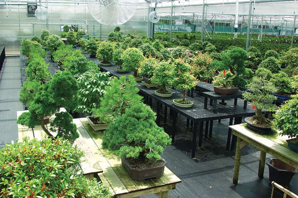 Bonsai Trees