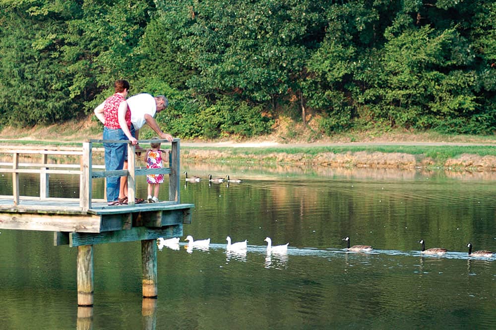 Family Looking at Geese
